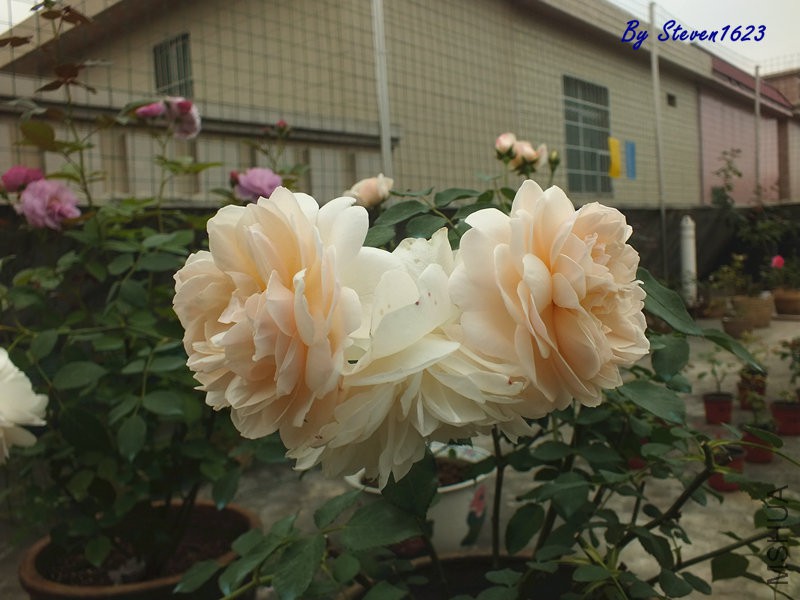 DSCF9802.JPG