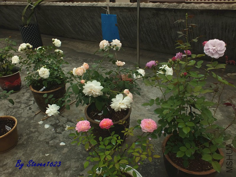 DSCF9805.JPG