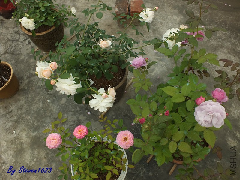 DSCF9808.JPG
