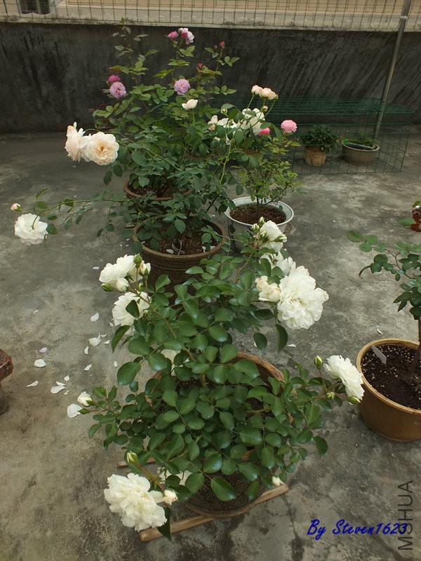 DSCF9811.JPG