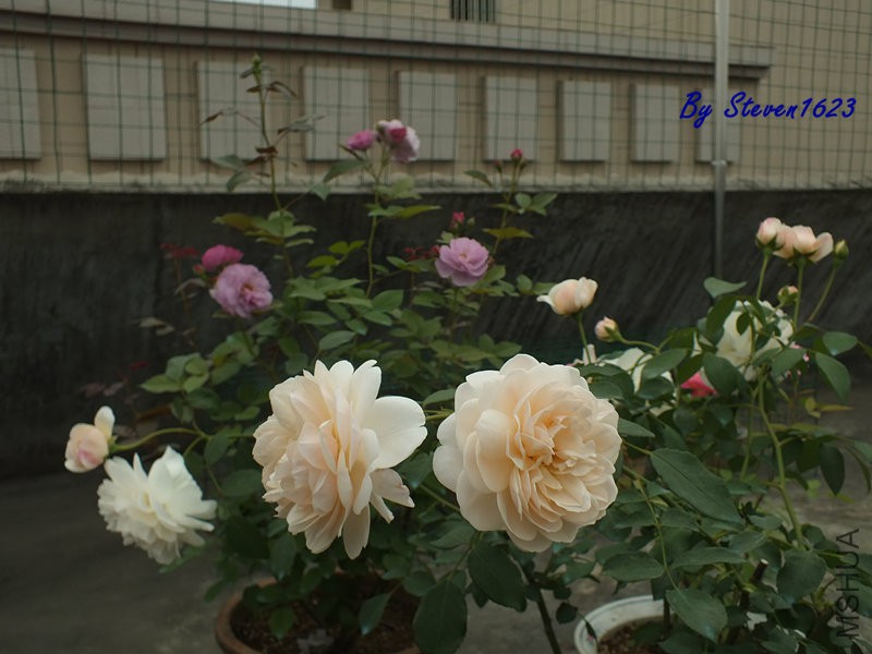 DSCF9813.JPG