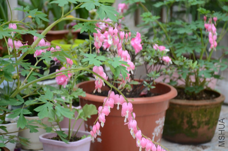 DSC_2696.JPG