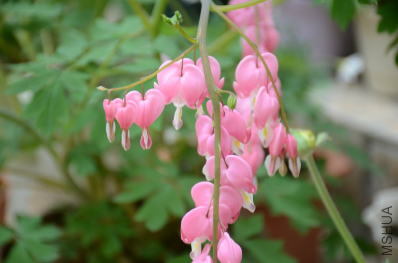 DSC_2711.JPG