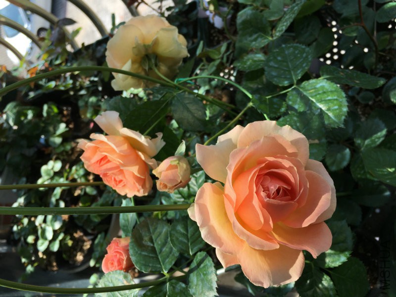 IMG_1222.JPG