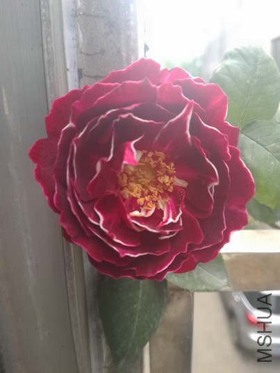 ������� (3).jpg