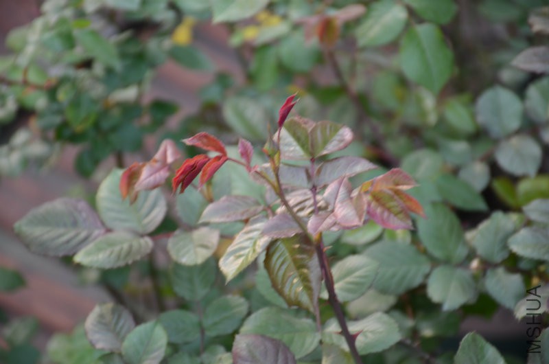 DSC_2663.JPG