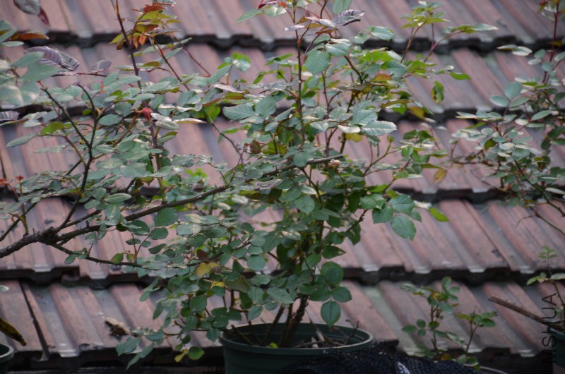 DSC_2664.JPG