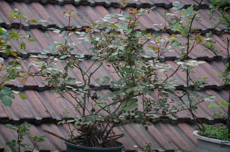 DSC_2665.JPG
