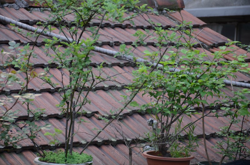 DSC_2666.JPG