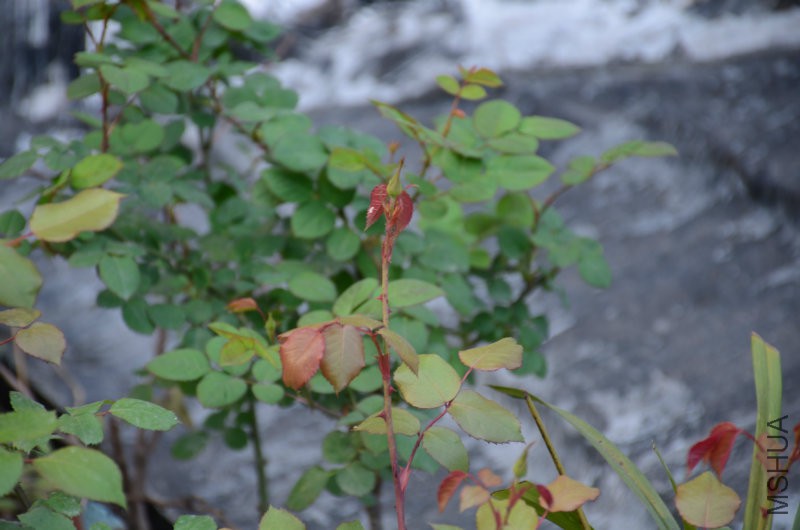 DSC_2667.JPG