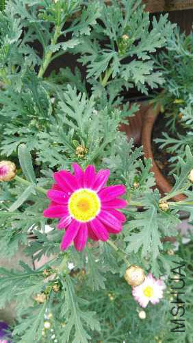 IMG_20160402_162137.jpg