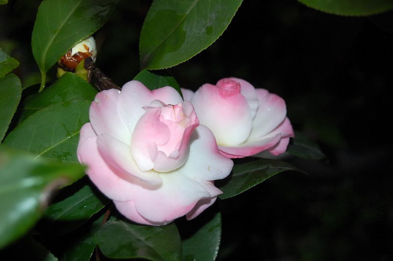 DSC_12360012.JPG