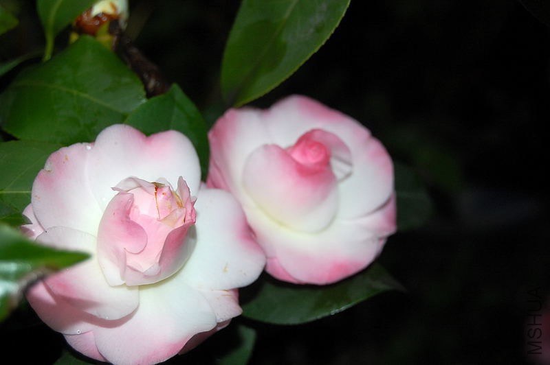 DSC_12350011.JPG