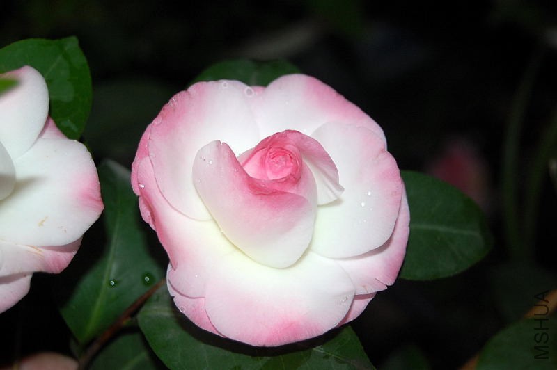 DSC_12390015.JPG
