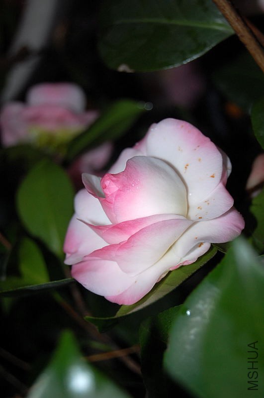 DSC_12470023.JPG