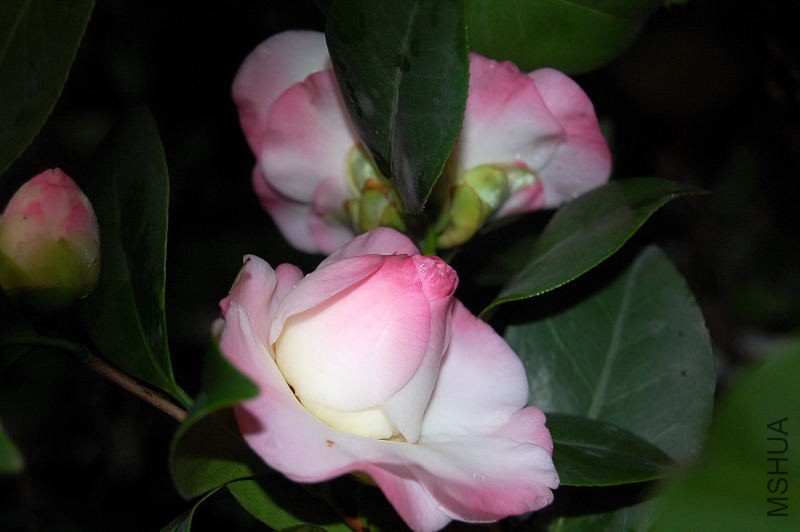 DSC_12480024.JPG