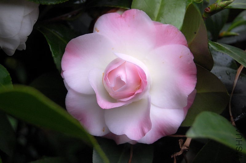 DSC_12510027.JPG