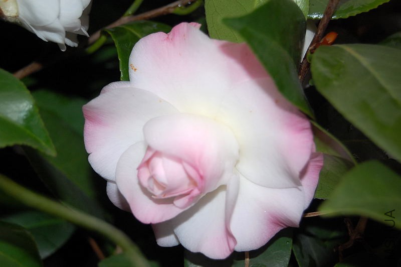 DSC_12520028.JPG
