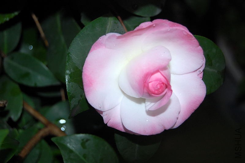 DSC_12380014.JPG