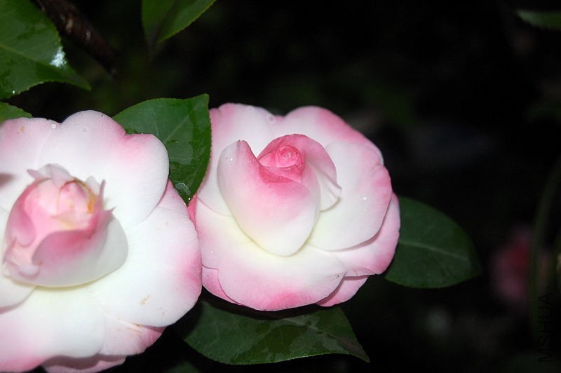 DSC_12370013.JPG