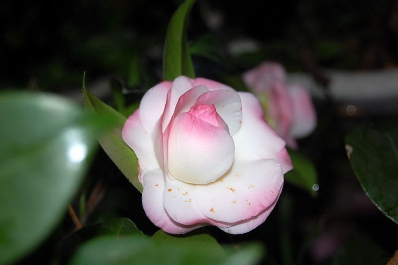 DSC_12450021.JPG