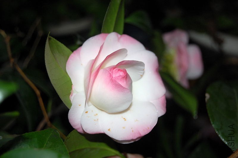 DSC_12440020.JPG