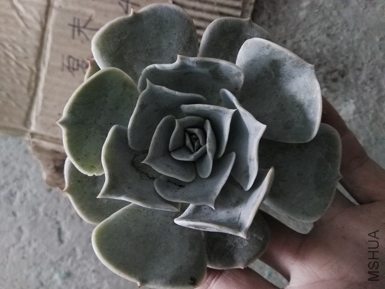 �����˫����