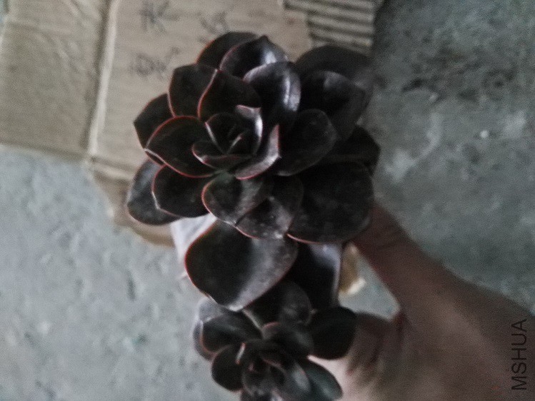 �ɿ�����ש
