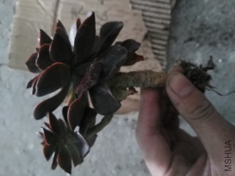��׮�ܸ���