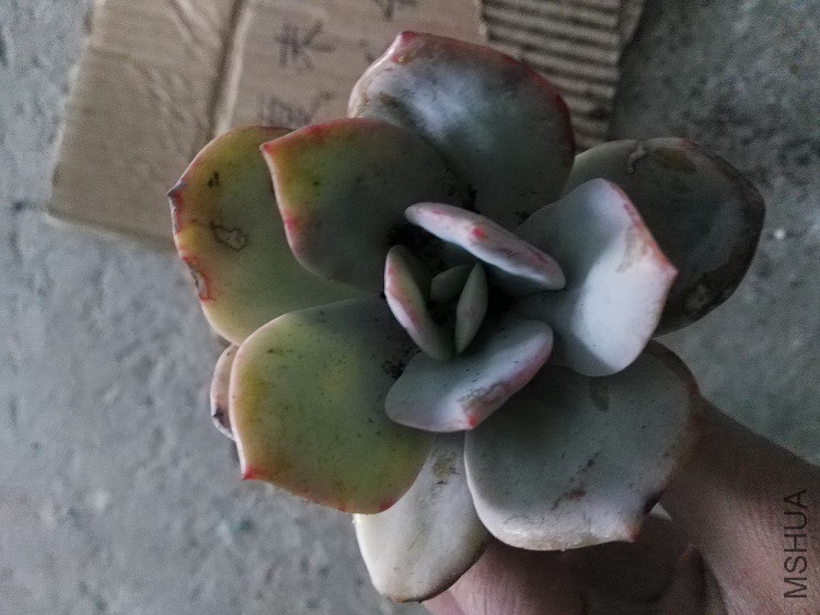 �׷���׮