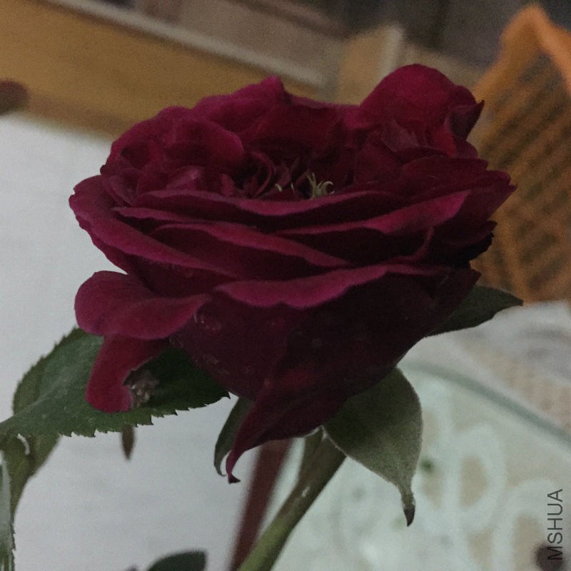 image (3).jpg