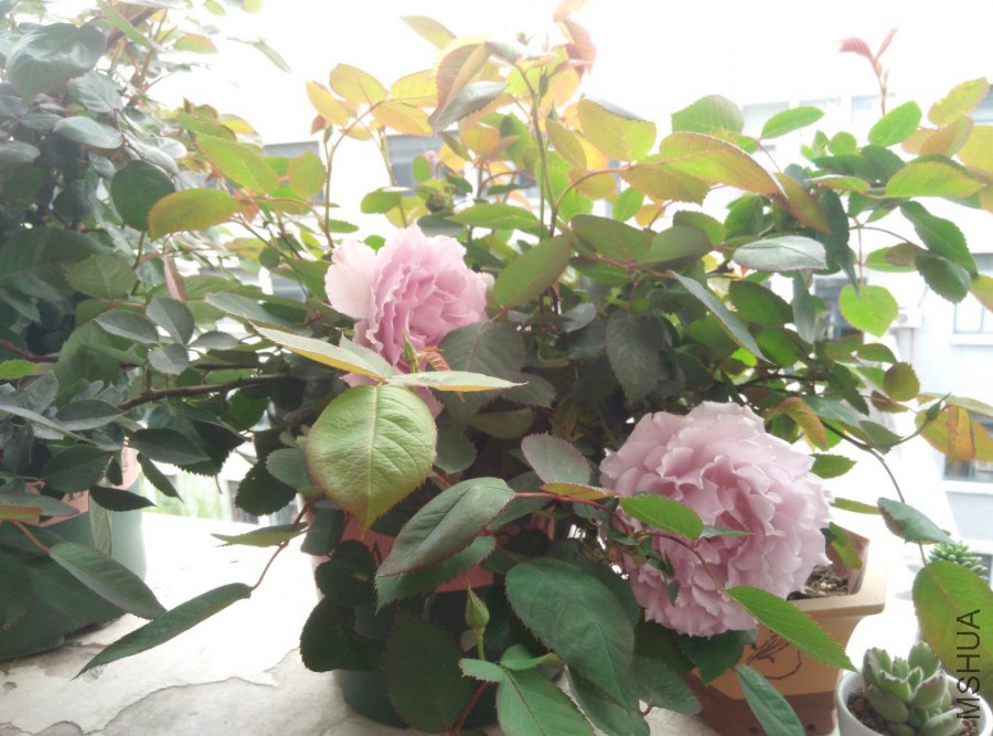 IMG_20160404_111831.jpg