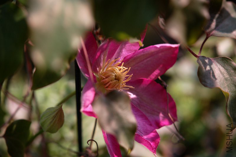 DSC_5115_����.jpg