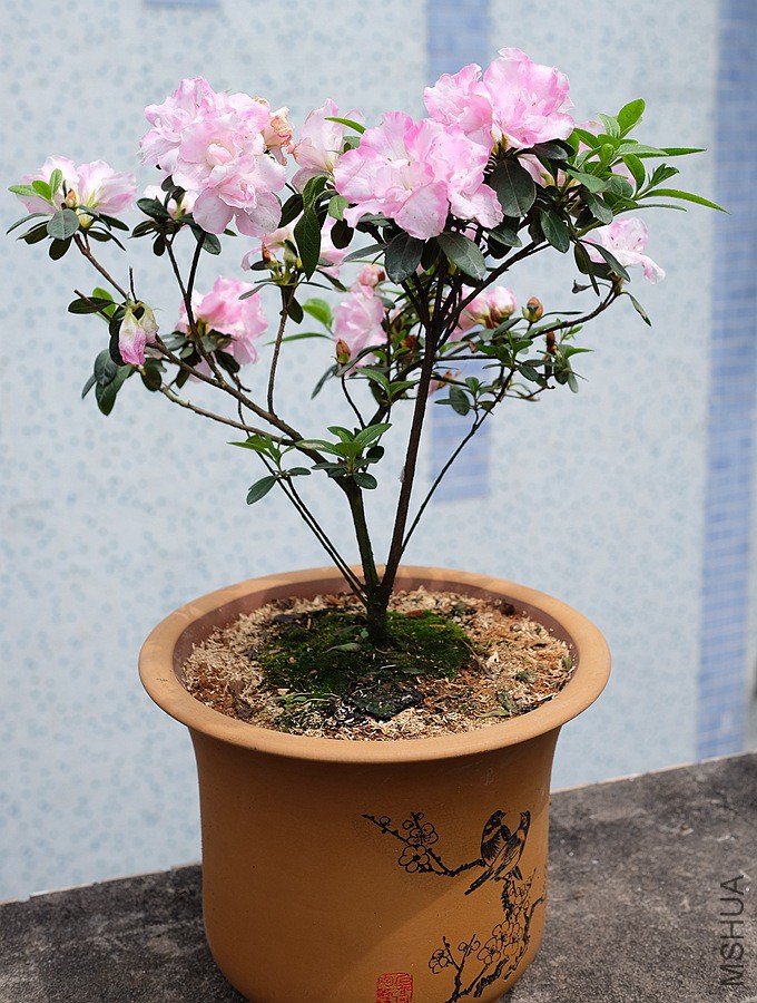 DSCF6908.JPG