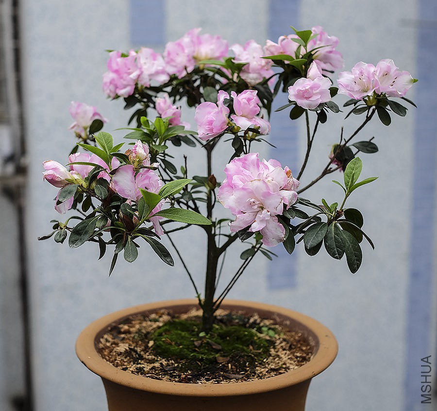 DSCF6890.JPG