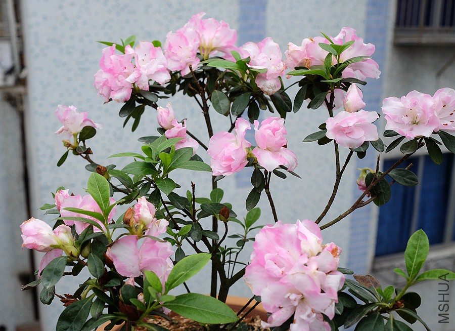 DSCF6897.JPG