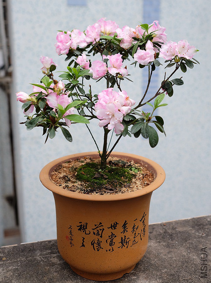 DSCF6901.JPG