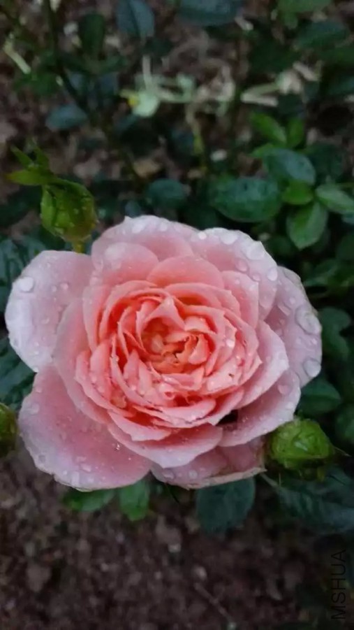 psb (80).jpg