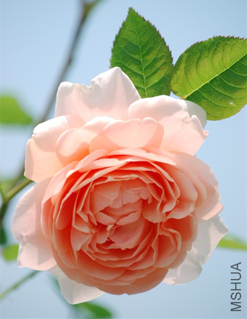 DSC_4351_����.jpg
