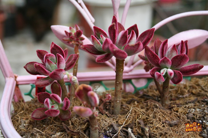 ��Ƭ 062_����.jpg