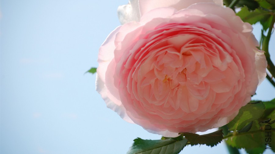 DSC_4387_����.jpg