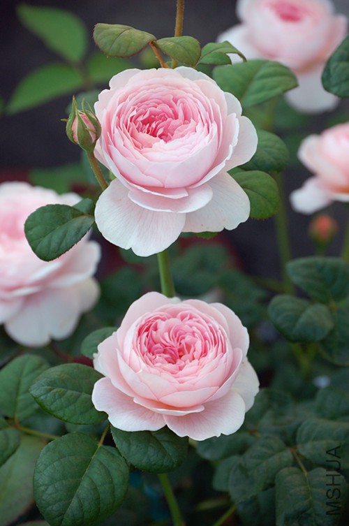 DSC_4451_����.jpg