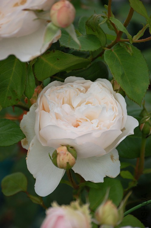 DSC_4522_����_����.jpg