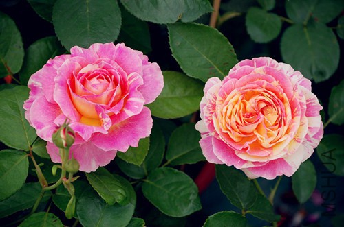 DSC_4552_����.jpg