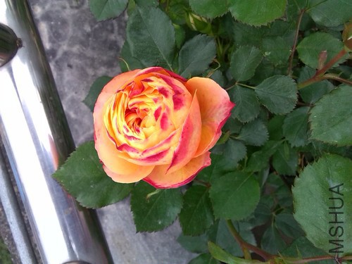 IMG_20160330_161528.jpg