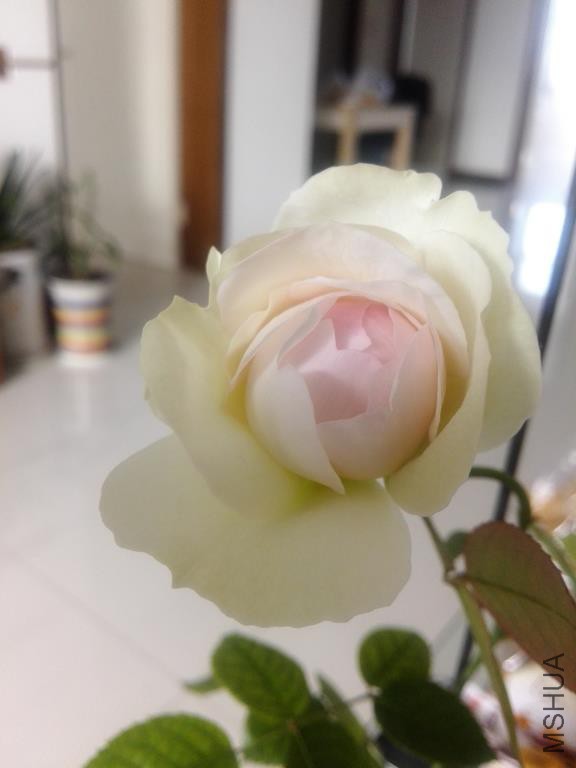 IMG_20160402_084305.jpg