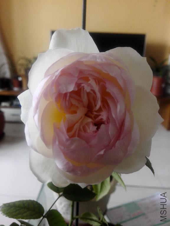 IMG_20160404_093524.jpg