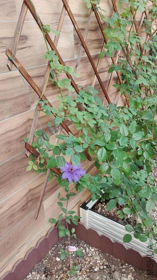 �����ɿ���