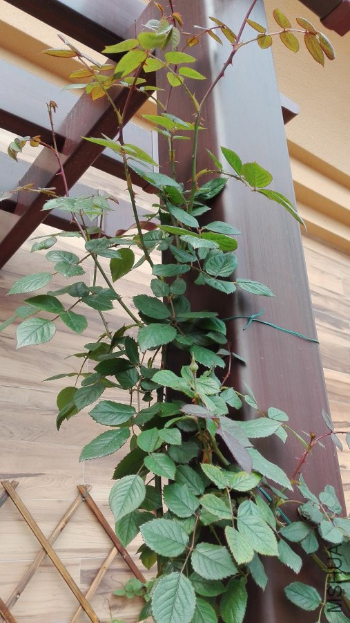 ��¿�ʼ��������