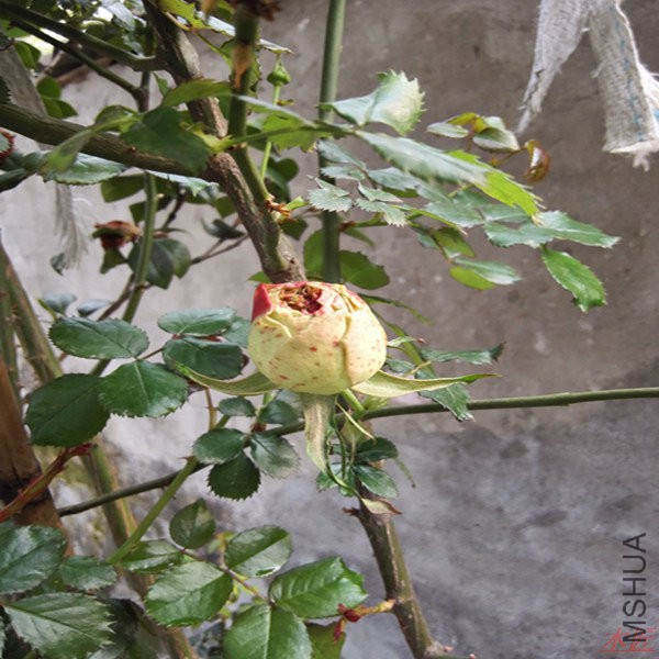 IMG_20160403_165359.jpg